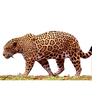 Jaguar PNG-20759